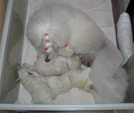 ...a znovu návrat ke štěňátkům...